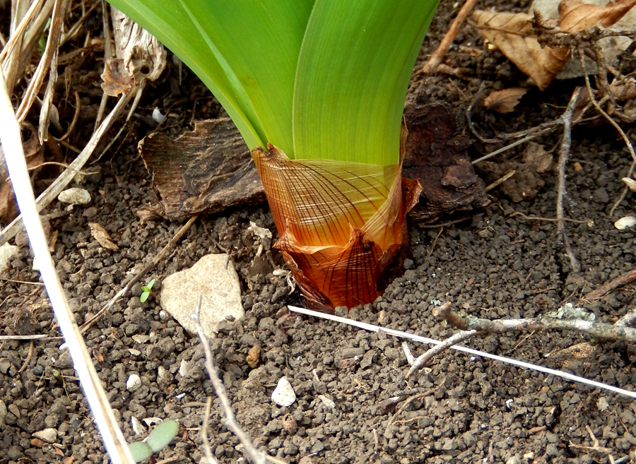 Image of Eremurus spectabilis specimen.