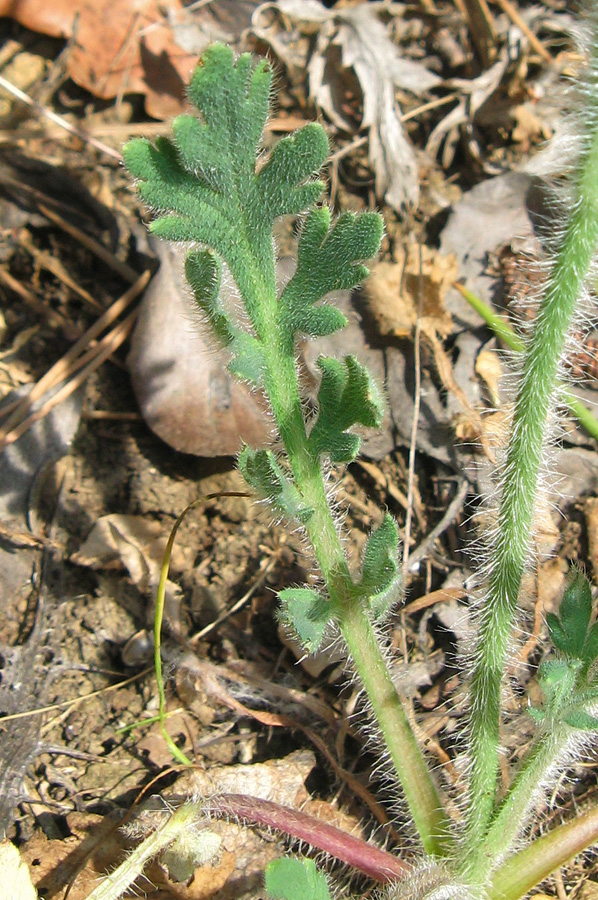 Image of Papaver albiflorum specimen.