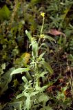 Sisymbrium officinale