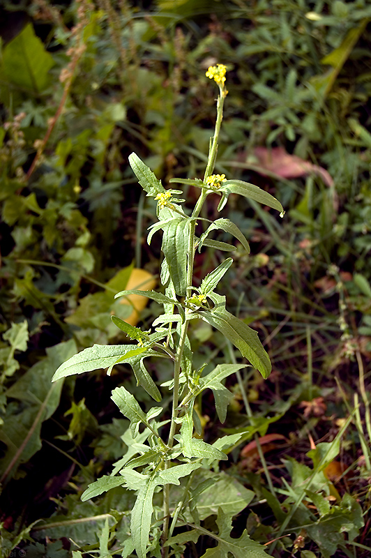 Image of Sisymbrium officinale specimen.