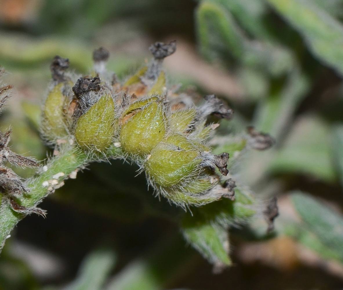 Image of Heliotropium erosum specimen.