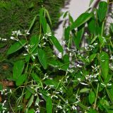 Euphorbia graminea