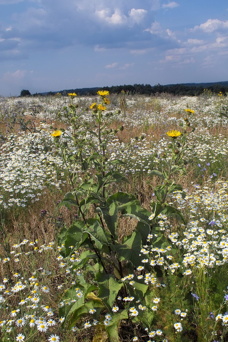 Изображение особи Inula helenium.