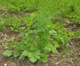 Coriandrum sativum
