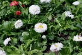 Bellis perennis