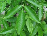 Fraxinus pennsylvanica. Верхушка листа. Владивосток, Академгородок (в посадках). 5 июня 2016 г.