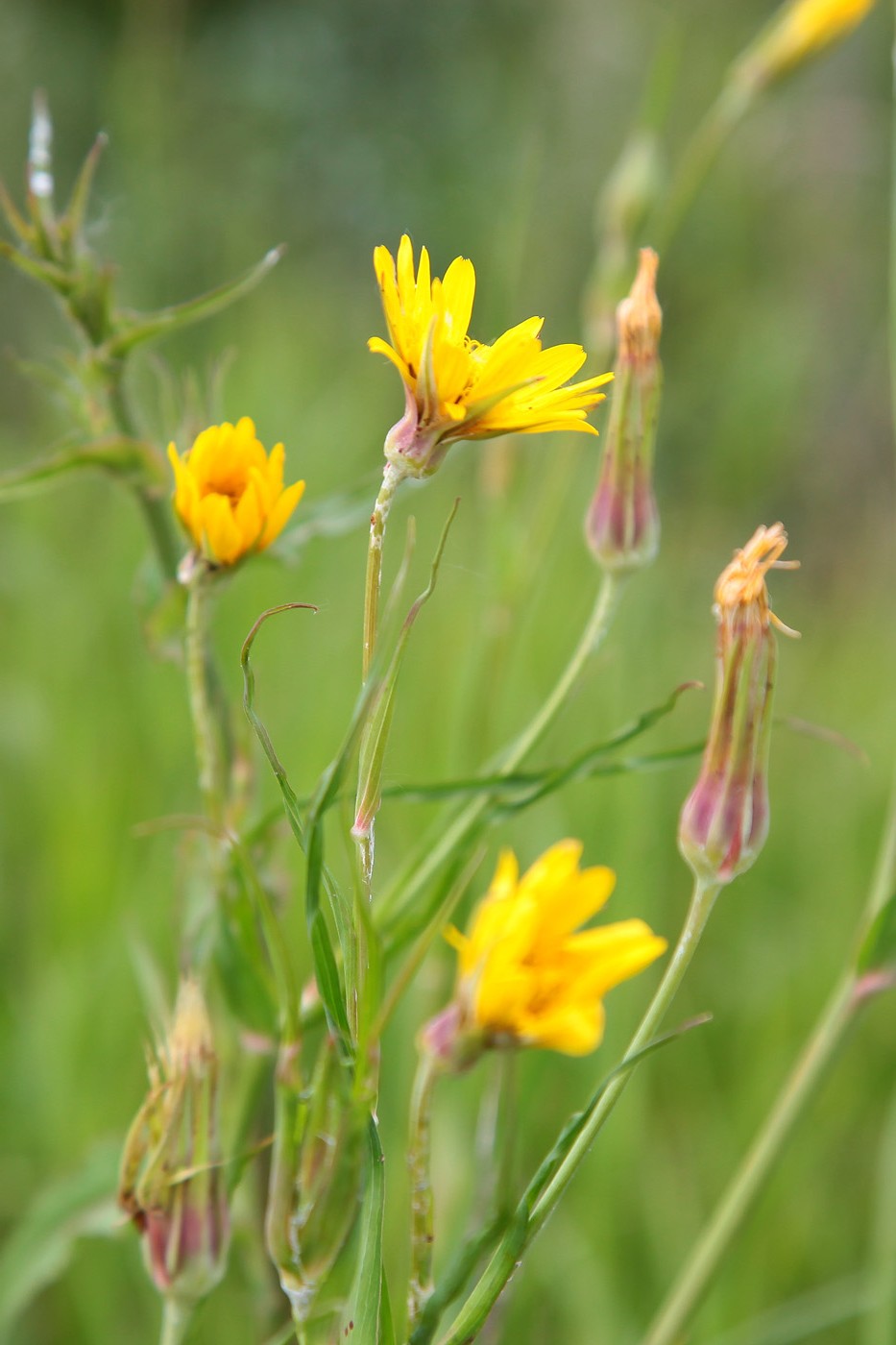 Изображение особи Tragopogon orientalis.