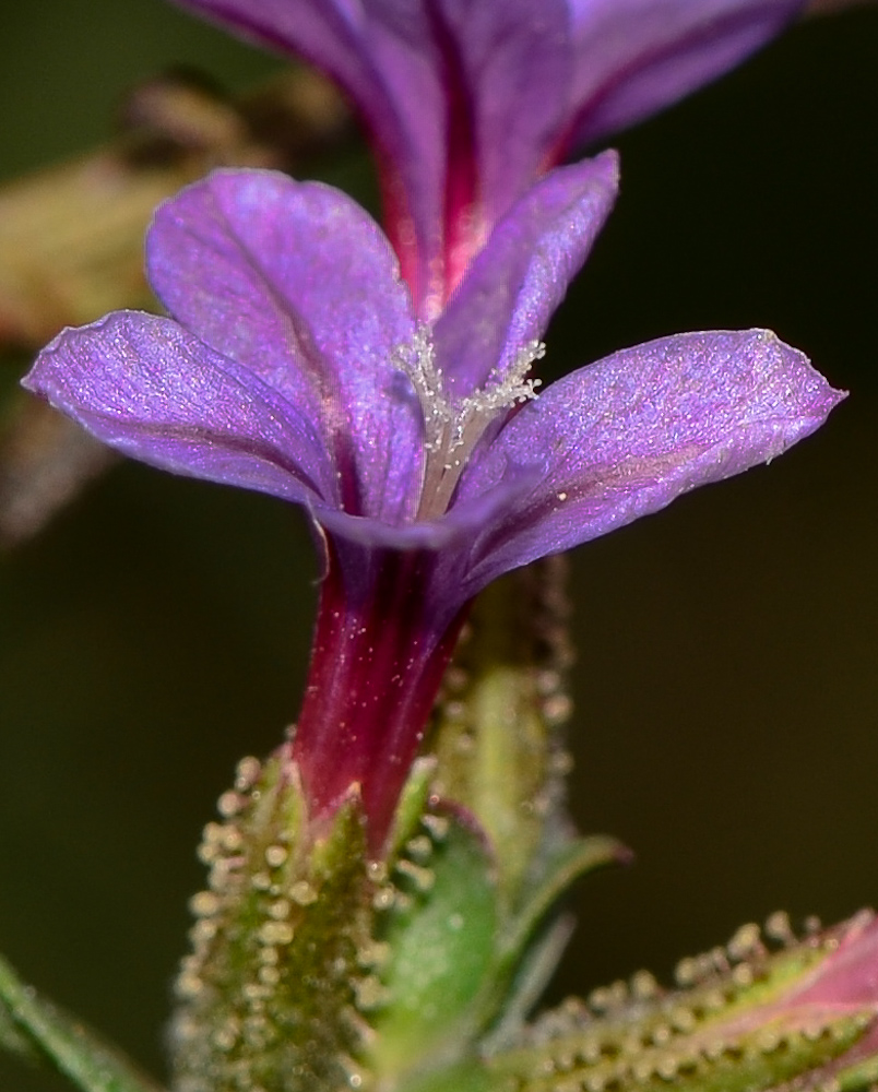 Изображение особи Plumbago europaea.