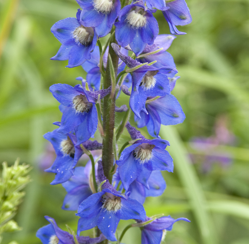 Изображение особи Delphinium retropilosum.