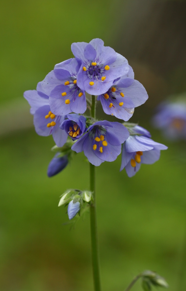 Изображение особи Polemonium schmidtii.