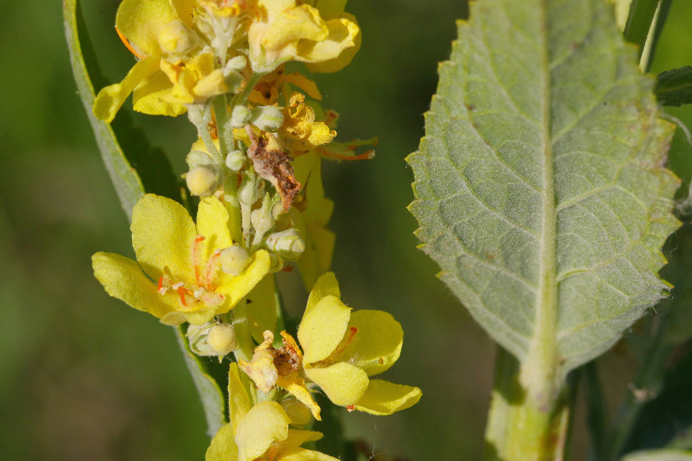 Изображение особи Verbascum lychnitis.