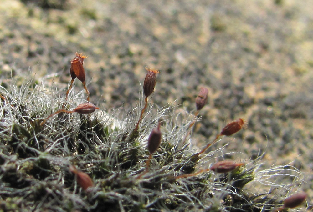 Image of Grimmia pulvinata specimen.