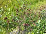 Trifolium pratense. Куртина плодоносящих растений. Мурманск, мкр-н Росляково, обочина просёлка на окраине. 23.07.2016.