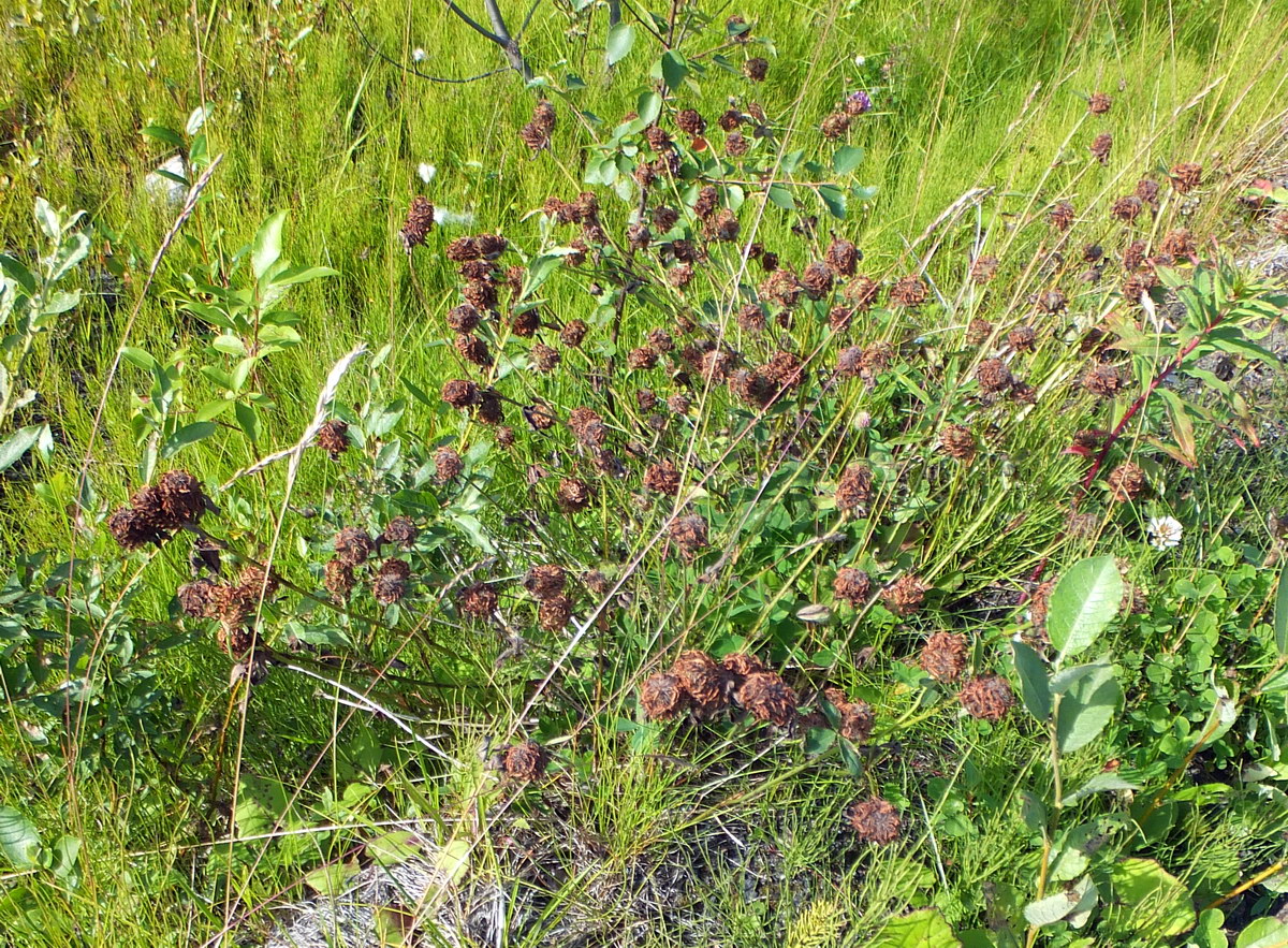 Изображение особи Trifolium pratense.