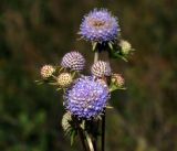 Succisa pratensis