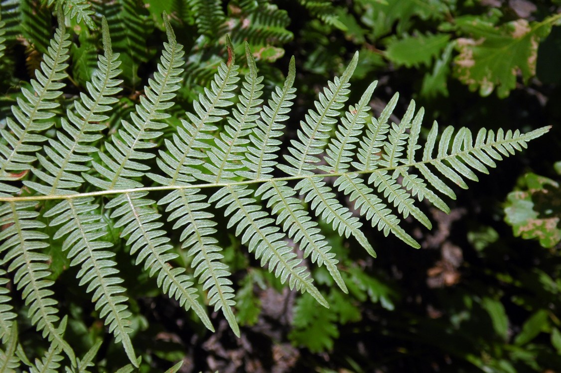 Изображение особи Pteridium aquilinum.