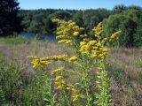 Solidago canadensis