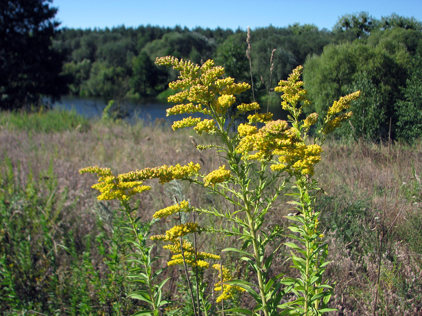 Изображение особи Solidago canadensis.