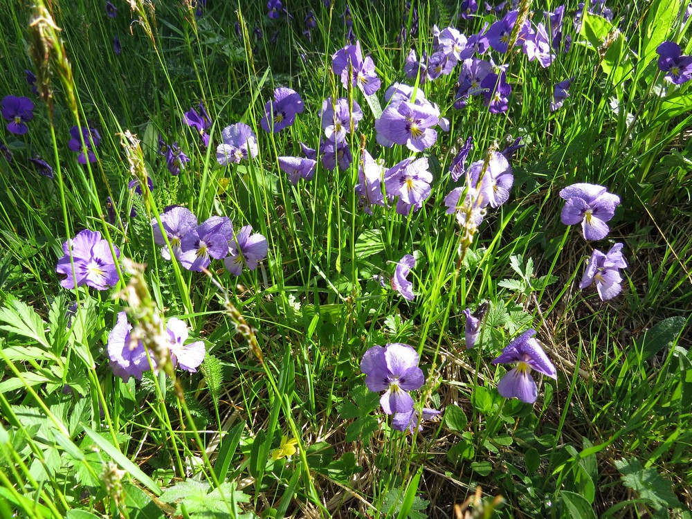 Изображение особи Viola altaica.