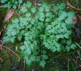 Cardamine impatiens. Вегетирующее растение. Пермский край, Оханский р-н, левый берег р. Кама, Кунчурихинский бор, тенистый и влажный участок обочины лесной дороги. 03.09.2016.