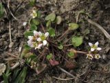 Cochlearia danica