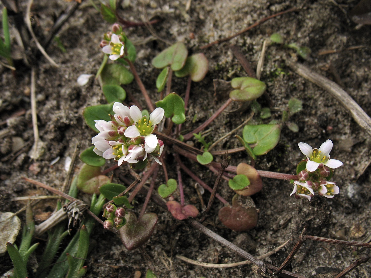 Image of Cochlearia danica specimen.