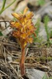 Orobanche gigantea