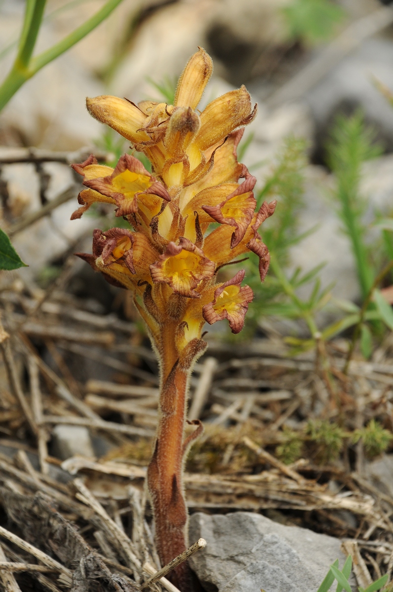 Изображение особи Orobanche gigantea.