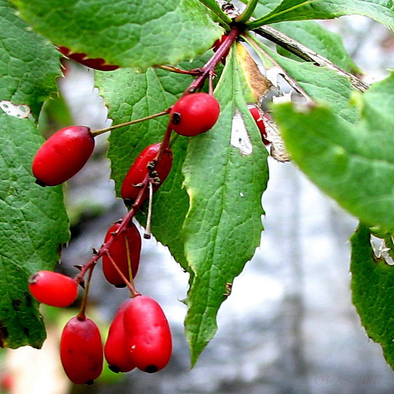 Image of Berberis amurensis specimen.