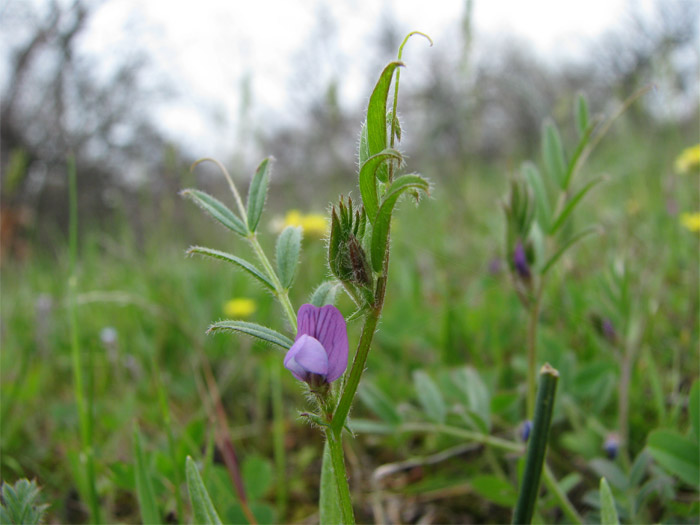 Image of Vicia olbiensis specimen.