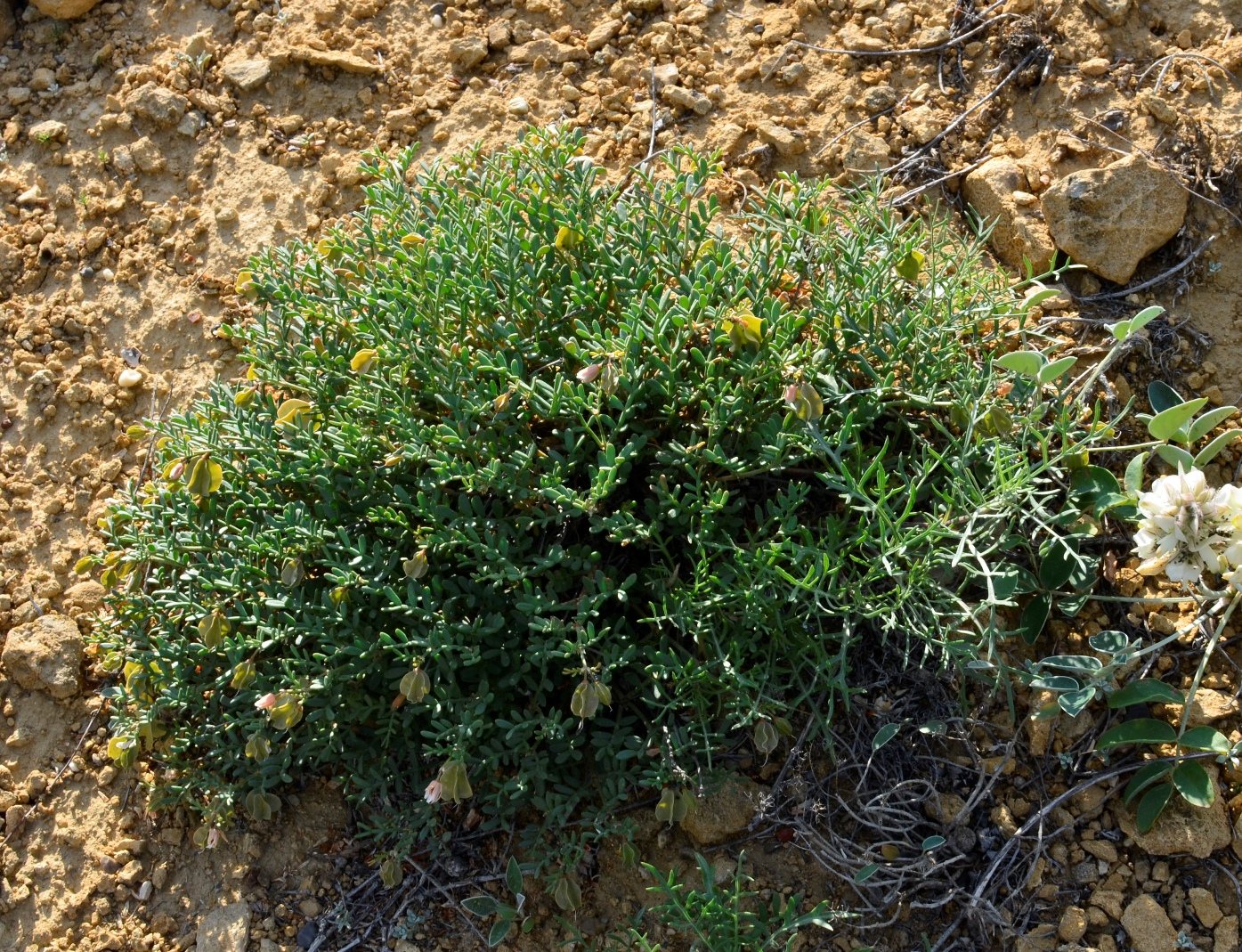 Изображение особи Zygophyllum pinnatum.