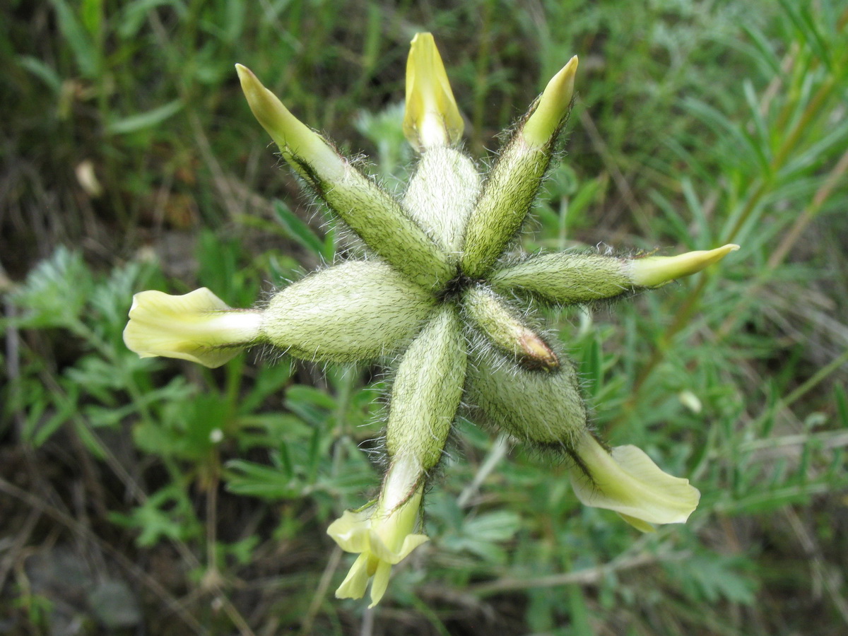 Image of Astragalus veresczaginii specimen.