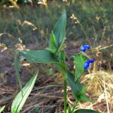 Commelina communis