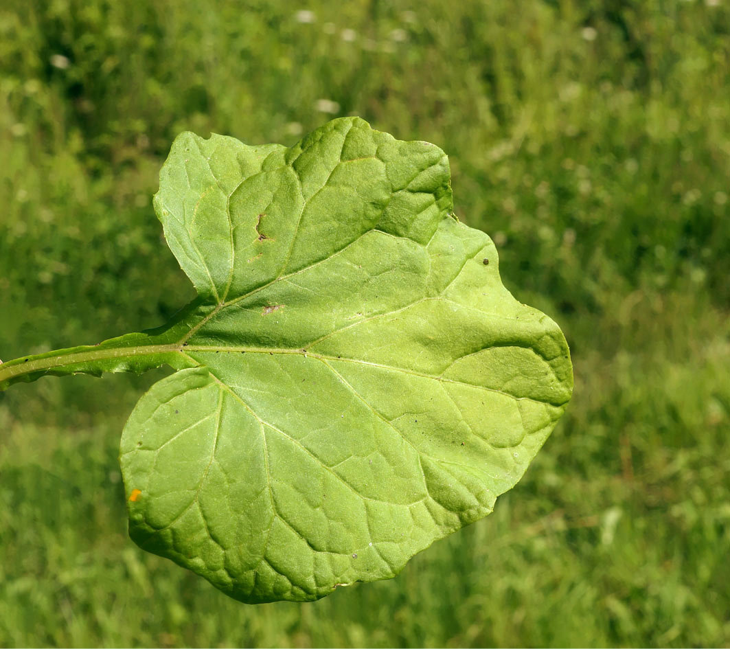 Изображение особи Adenocaulon adhaerescens.