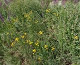 Tanacetum millefolium