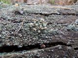 Cladonia botrytes