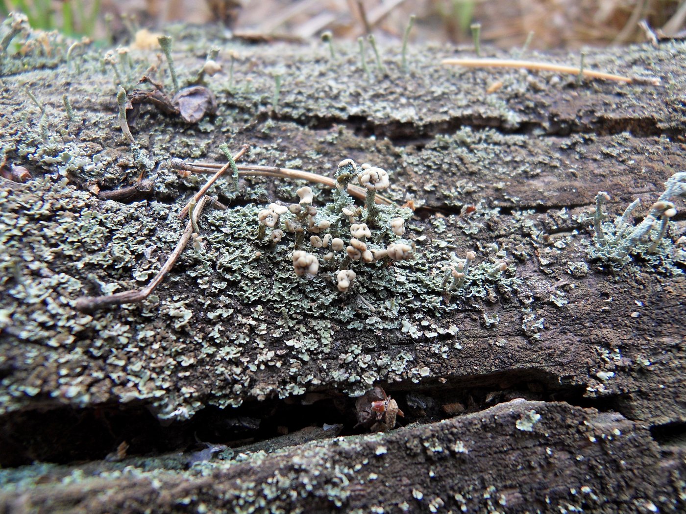 Image of Cladonia botrytes specimen.