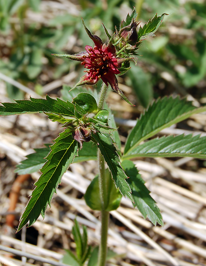 Image of Comarum palustre specimen.