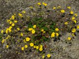 Potentilla rupifraga. Цветущее растение на приморской террасе. Магаданская обл., Ольский р-н, Ольское побережье, окр. мыса Нюкля. 09.07.2016.