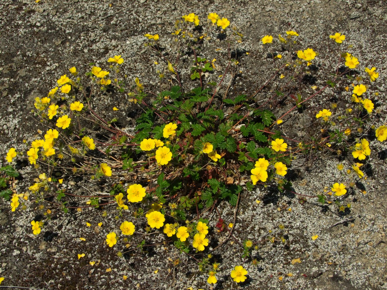 Изображение особи Potentilla rupifraga.