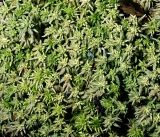 genus Sphagnum. Верхушки растений. Московская обл., Раменский р-н, окр. ж.-д. платформы Хрипань, смешанный лес у ЛЭП. 01.08.2016.