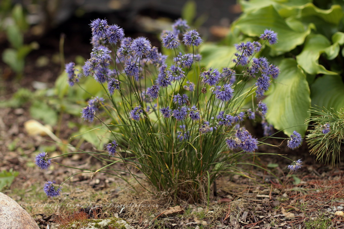 Image of Allium cyaneum specimen.