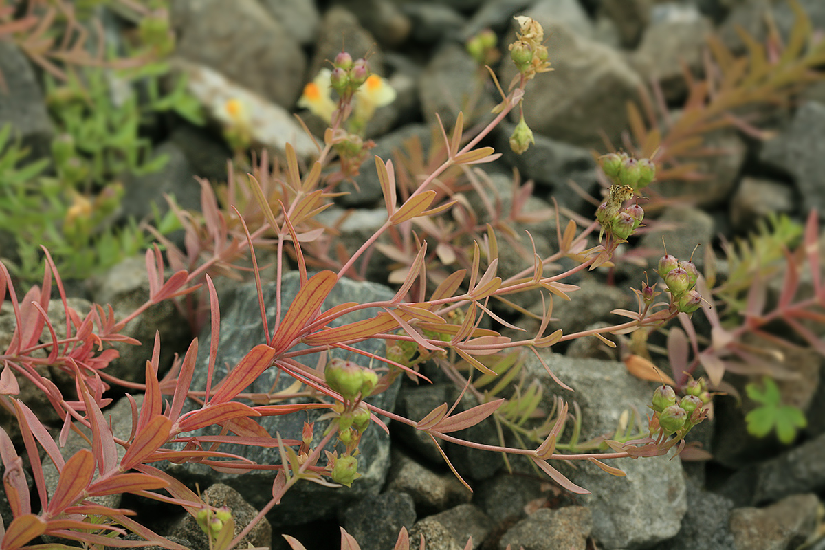 Image of Linaria japonica specimen.