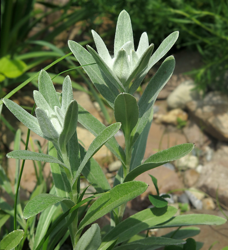 Image of Leontopodium palibinianum specimen.