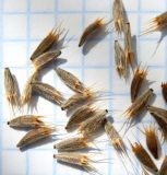 Image of taxon representative. Author is Анна Малыхина
