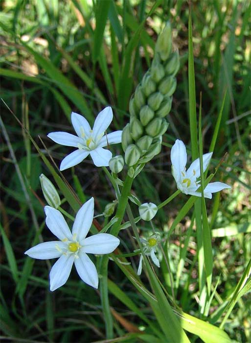 Image of Ornithogalum ponticum specimen.