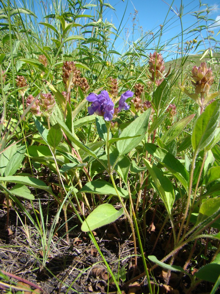 Image of Prunella grandiflora specimen.