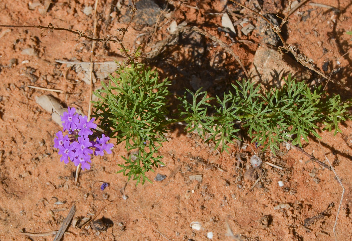 Изображение особи Glandularia pulchella.