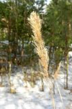 Calamagrostis epigeios. Перезимовавшее соплодие. Московская обл., окр. Электрогорска, урочище Белый Мох, опушка смешанного леса. 11.03.2017.