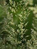 Calamagrostis arundinacea